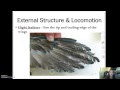 Bird Migration and Flight Adaptations