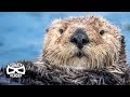 Ecological Impact of Sea Otters