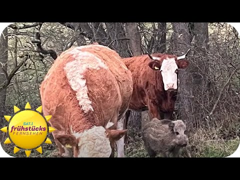 Schweinisches Adoptivkind - eine Gruppe Kühe adoptieren ein Wildschwein | SAT.1 Frühstücksfernsehen