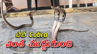 #Little #cobra snake Rescue !! బేబీ నాగసర్పం ఎంత ముద్దుగా ఉంది contact 7396969617