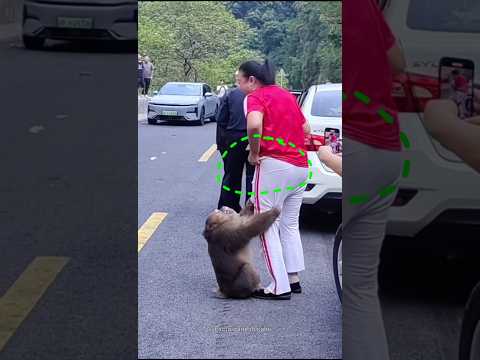 Monkeys are ripping off this woman's pants 👖😁#shorts