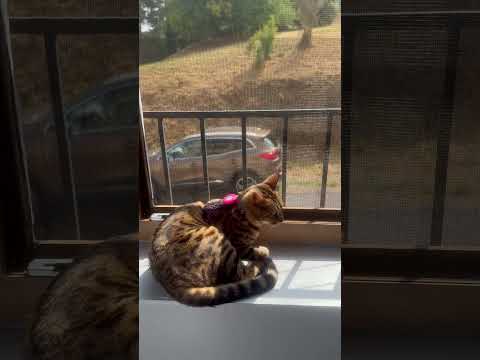 ะจะพะบโผ๏ธ ะบะพัะบะฐ ะฟัะธะฒะตัััะฒัะตั ะผะฐัะธะฝั๐คฃ #cat #comedy #love #horse #bengali #humour