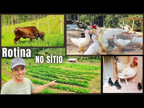 ROTINA NO SÍTIO: MINHAS PLANTAÇÕES, LIMPEZA NA ROÇA