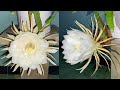 Dragon Fruit Plant Care and Grafting