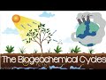 Biogeochemical Cycles and Processes