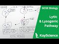 Understanding Viral Pathways
