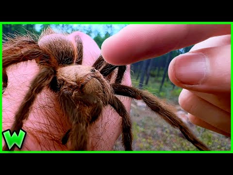 The Process of Making Friends with a Tarantula