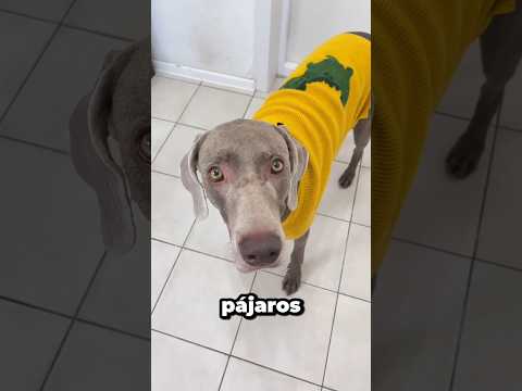 Monu sorprendió a Sonu con una casita para pájaros 🐦✨ #shortvideo