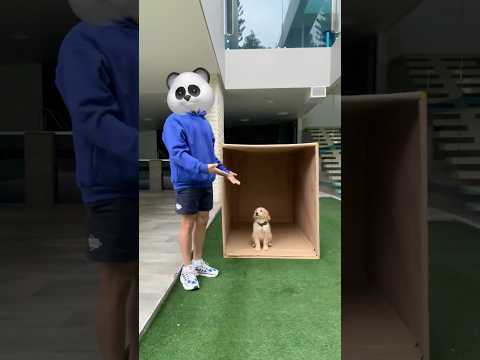 ¡Este perrito necesita tu ayuda! No tiene casa 😭