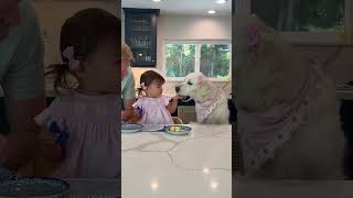 Cookie challenge with a 22 months old🐶🍎👧🏻