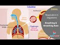 Understanding Breathing and Its Mechanisms