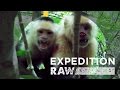 Capuchin Monkeys: Behavior and Human Comparison