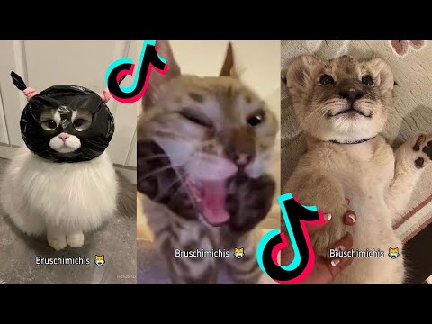 BRUSCHIMICHIS😹💗 1 hora de risa🐈💕! // #bruschimichis #humor