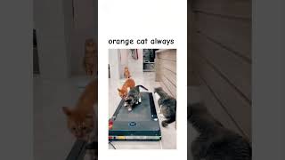 Some funny cats 🐈