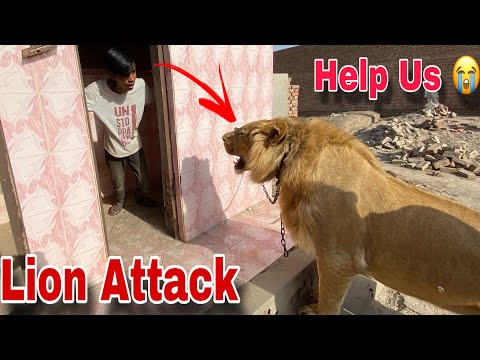 Lion Attack In Our Village | Village May Lion Aa gaya