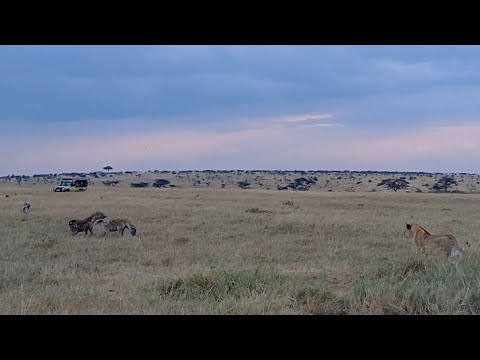 Standoff between lions and hungry hyenas