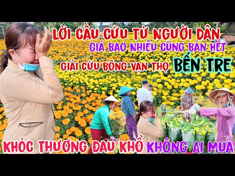 "Vỡ Nợ" Lời Cầu Cứu Từ người dân giải cứu gấp Bông Vạn Thọ Mỏ Cày Bắc Bến Tre 27 tết mà không ai mua