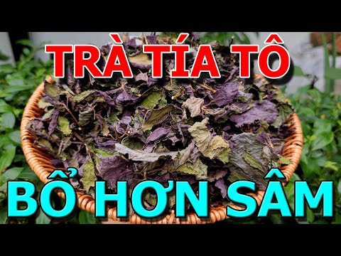 Điều Gì Xảy Ra Khi Bạn Uống TRÀ TÍA TÔ Trong 7 NGÀY - CHỐNG ĐỘT QUỴ, TIM KHỎE MẠNH -Làm TRÀ TÍA TÔ