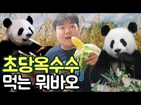 희귀)생옥수수 먹는 제주 판다 Live