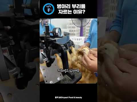 병아리 부리를 자르는 이유 : 찬반토론