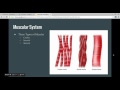 Human Body Systems: Muscles and Skin