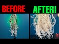 Mycorrhizal Fungi in Gardening