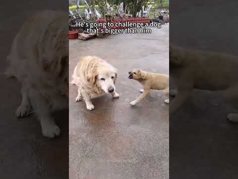 Episode 33 | funny dogs 🤣🤣#dog #dogs #funnydogs #funnypets #foryou #fyp
