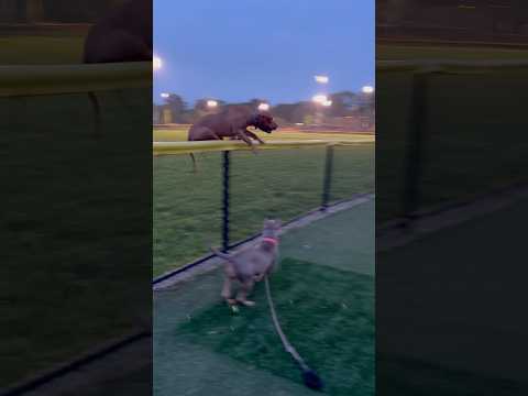 Early morning work BBK #bigbodymotivation #pitbull #dogtraining #americanbully
