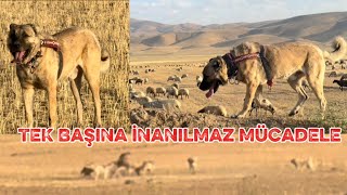 DUMAN TEK BAŞINA 10 TANE SÜRÜ KÖPEĞİNİN ARASINA GİRDİ. DUMANDAN İNANILMAZ MÜCADELE