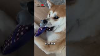 Акита-ину 🧡 Интересные факты