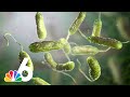 Vibrio Vulnificus Awareness and Prevention