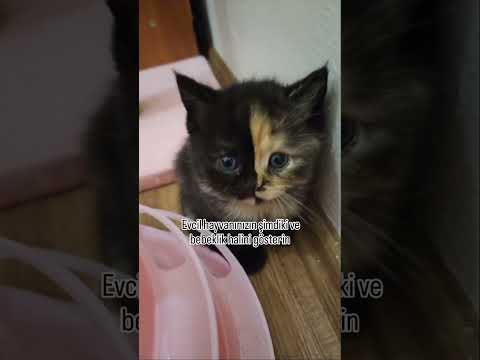 Evcil hayvanin bebeklik halleri 😻 #cat #catlovers #kedi #catlover 🎥kedibugday