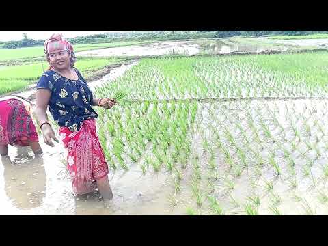 ধান রোয়া হচ্ছে তোমরা কে কে ধান রুইতে পারো কমেন্টে জানাবে