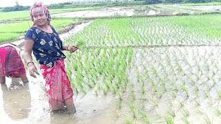 ধান রোয়া হচ্ছে তোমরা কে কে ধান রুইতে পারো কমেন্টে জানাবে