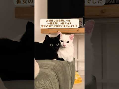 夫婦が捨てられた子猫を引き取り愛情を込めて育てた