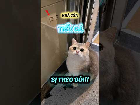 Nhà của Tiểu Cá bị theo dõi mất rồi #viral #viralshort #viralvideos #viralreels