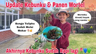 Panen Wortel! Bunga2 Tulip Sudah Mulai Mekar 🌷🥰