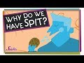 Understanding Saliva and Its Functions