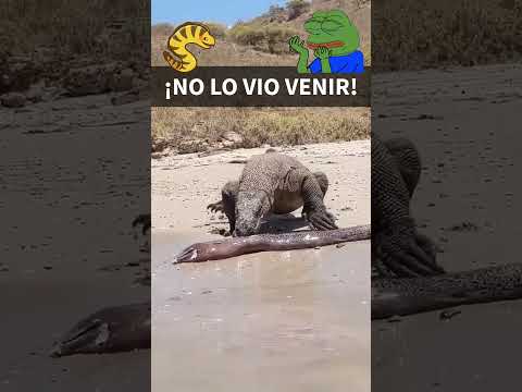 Dragón de Komodo ataca… y recibe una descarga eléctrica ⚡🦎 #sabiasque #datoscurisos #animales
