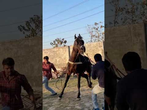 COMMANDO  Bullet Tod Di💔