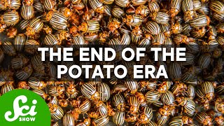 The Potato Famine Could Happen Again