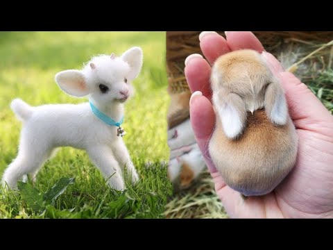 AWW Animals SOO Cute! Cute baby animals Videos Compilation cute moment of the animals #24