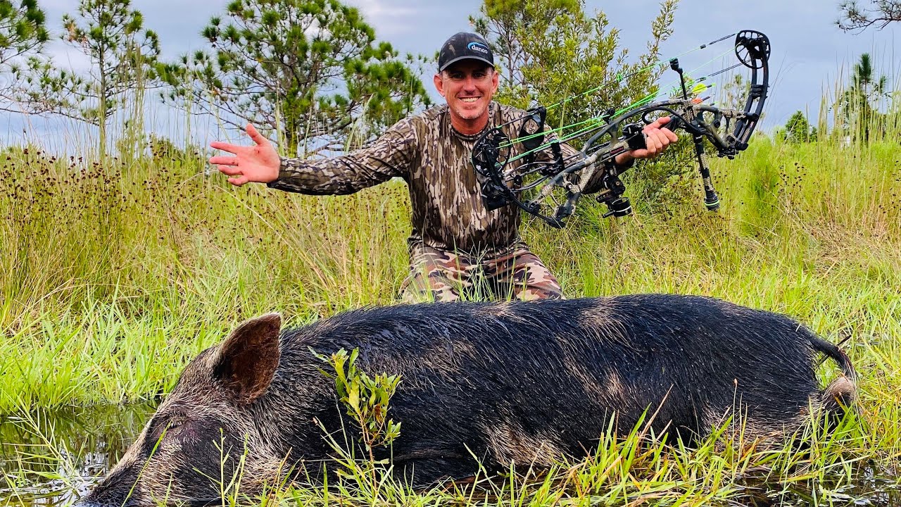 WILD BOAR- with a BOW! CC&C - Bluegabe
