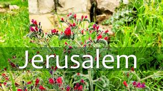 Kidron Valley Spring Before Easter | Jerusalem 2026