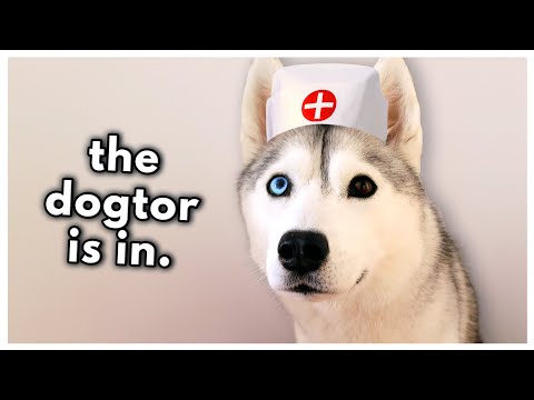I'm sick... (and my husky's been taking care of me!)