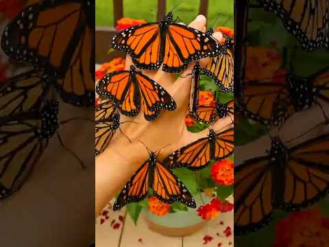 Heartwarming Butterfly Rescue Story🦋 #shorts