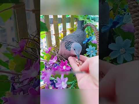 “तूफ़ान में भी पनाह, प्यार में बन गया परिवार 🕊️💖”