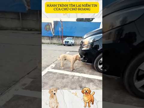 CHÚ CHÓ HOANG TÌM LẠI NIỀM TIN