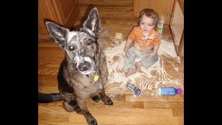 😺 Мамочка, не ругайся! 🐕 Смешное видео с собаками и кошками! 😸