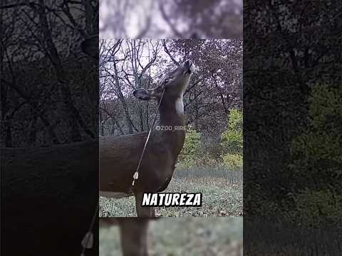 Animais que a natureza pregou uma peça cruel!😱😠#fyp #fatoscuriosos #shorts #curiosidade #nature